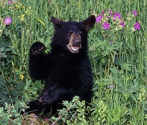 Preview wallpaper bear, grass, flowers, baby, walk