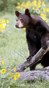 Preview wallpaper bear, grass, flowers, climbing