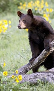 Preview wallpaper bear, grass, flowers, climbing