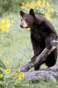 Preview wallpaper bear, grass, flowers, climbing