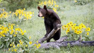 Preview wallpaper bear, grass, flowers, climbing