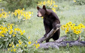 Preview wallpaper bear, grass, flowers, climbing