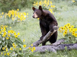 Preview wallpaper bear, grass, flowers, climbing