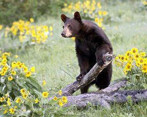 Preview wallpaper bear, grass, flowers, climbing