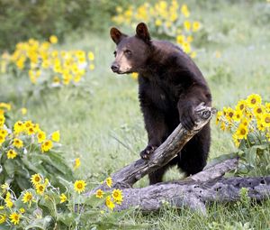 Preview wallpaper bear, grass, flowers, climbing