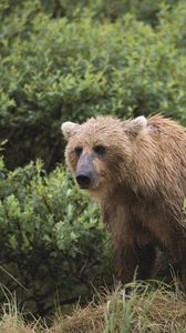 Preview wallpaper bear, grass, gait