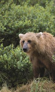 Preview wallpaper bear, grass, gait