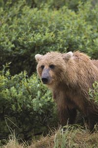 Preview wallpaper bear, grass, gait