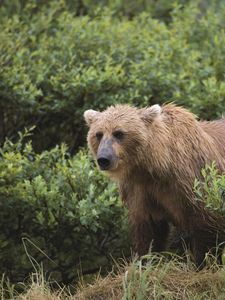 Preview wallpaper bear, grass, gait