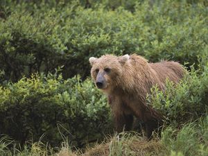 Preview wallpaper bear, grass, gait