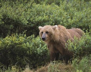 Preview wallpaper bear, grass, gait