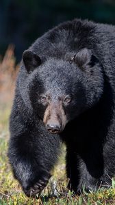 Preview wallpaper bear, grass, huge, walk