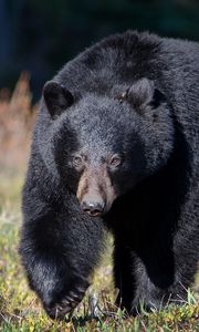 Preview wallpaper bear, grass, huge, walk