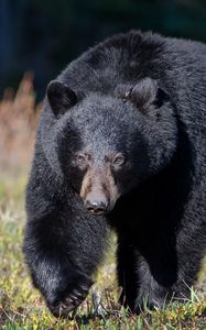 Preview wallpaper bear, grass, huge, walk