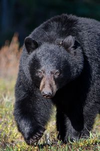 Preview wallpaper bear, grass, huge, walk