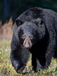 Preview wallpaper bear, grass, huge, walk