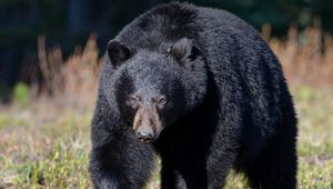 Preview wallpaper bear, grass, huge, walk