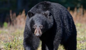 Preview wallpaper bear, grass, huge, walk