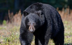 Preview wallpaper bear, grass, huge, walk