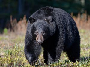 Preview wallpaper bear, grass, huge, walk