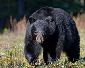 Preview wallpaper bear, grass, huge, walk