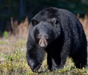 Preview wallpaper bear, grass, huge, walk