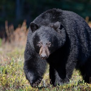 Preview wallpaper bear, grass, huge, walk