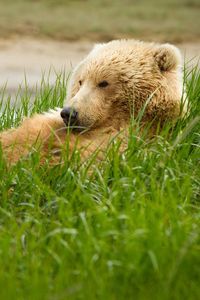 Preview wallpaper bear, grass, lie, thick