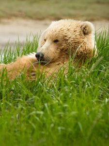 Preview wallpaper bear, grass, lie, thick