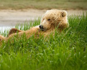 Preview wallpaper bear, grass, lie, thick