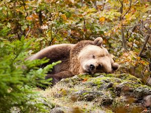 Preview wallpaper bear, grass, lie, stones, moss