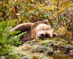 Preview wallpaper bear, grass, lie, stones, moss