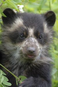 Preview wallpaper bear, grass, muzzle, climb