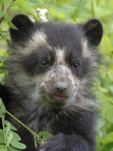 Preview wallpaper bear, grass, muzzle, climb