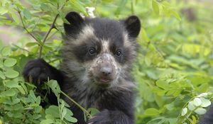 Preview wallpaper bear, grass, muzzle, climb