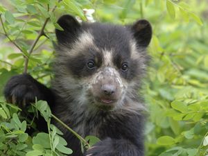 Preview wallpaper bear, grass, muzzle, climb