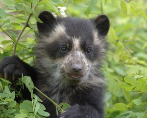 Preview wallpaper bear, grass, muzzle, climb