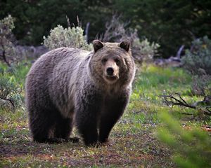 Preview wallpaper bear, grass, stand, large