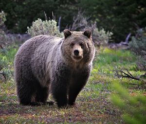 Preview wallpaper bear, grass, stand, large