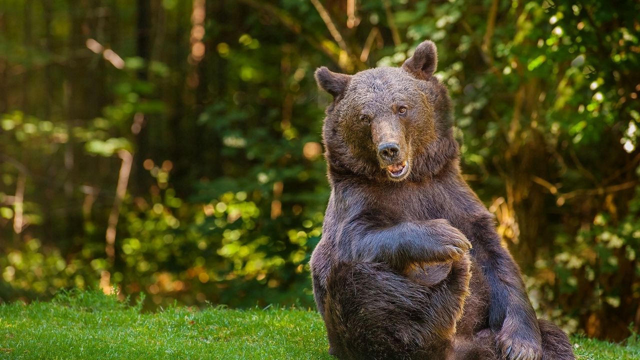 Wallpaper bear, grass, thick, playful, sitting