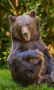 Preview wallpaper bear, grass, thick, playful, sitting