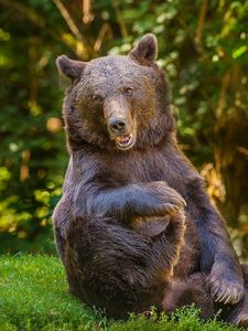 Preview wallpaper bear, grass, thick, playful, sitting