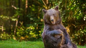 Preview wallpaper bear, grass, thick, playful, sitting