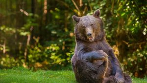 Preview wallpaper bear, grass, thick, playful, sitting