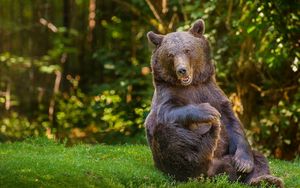 Preview wallpaper bear, grass, thick, playful, sitting