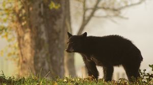 Preview wallpaper bear, grass, tree, blurring