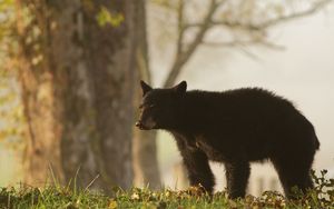 Preview wallpaper bear, grass, tree, blurring