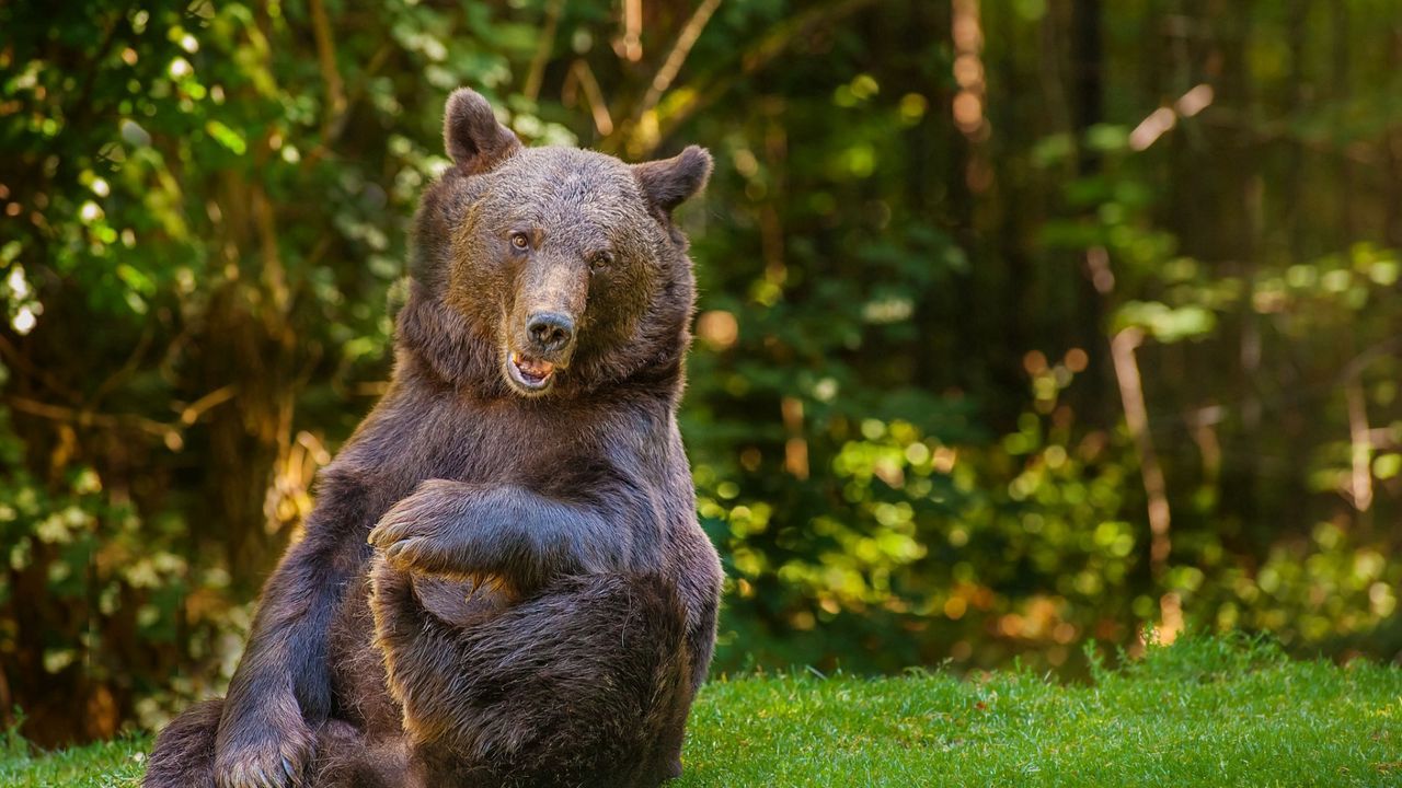 Wallpaper bear, grass, trees, forest, funny