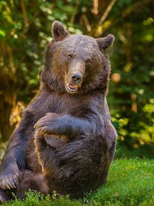 Preview wallpaper bear, grass, trees, forest, funny