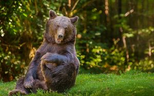 Preview wallpaper bear, grass, trees, forest, funny